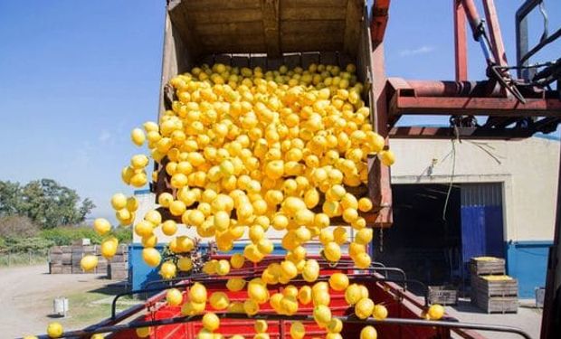 Argentina exportó el primer cargamento de limones a Brasil.