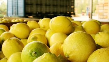 Estados Unidos confirmó la apertura del mercado para los limones del NOA