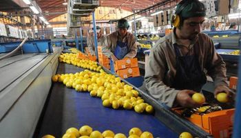 Una inacción que pone en jaque a la producción de limones de Tucumán