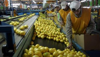 Dólar agro: se oficializó el listado de economías regionales que podrán exportar con un tipo de cambio a $ 300