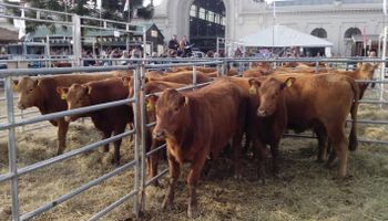 Limousin remató vaquillonas seleccionadas en el primer día de La Rural