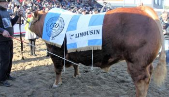 Limousin estará en La Rural de Palermo, con animales de pedigree, vaquillonas y novillos