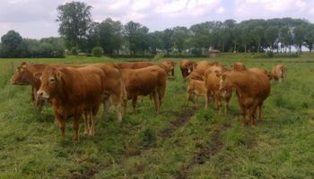 Grandes resultados con Limousin en el feedlot