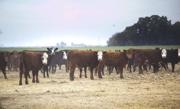 El principal objetivo de la nueva línea de créditos será brindar asistencia financiera al sector ganadero de la provincia de La Pampa.