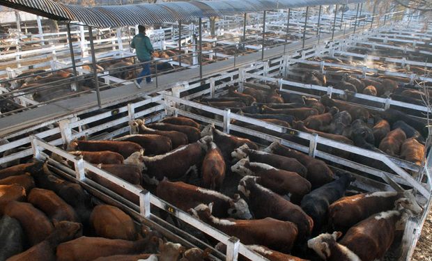 Liniers: la vaca cerró el año con buenos precios