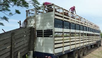 En Liniers ingresaron solo 29 camiones con animales: cuánto se pagó por los novillitos y las vacas