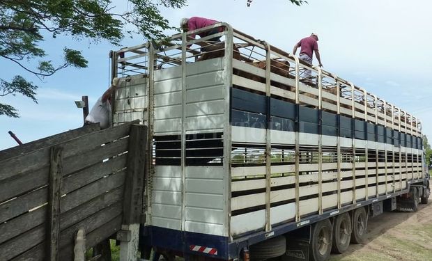 En Liniers ingresaron solo 29 camiones con animales: cuánto se pagó por los novillitos y las vacas