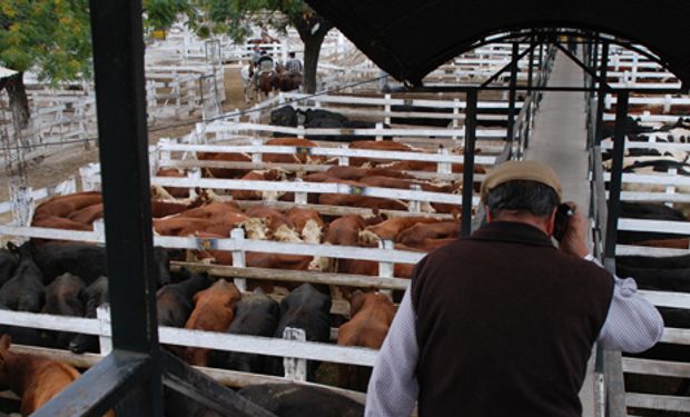 Mercado de Liniers: se pagaron hasta $310 el kilo vivo por algunos vacunos