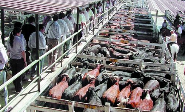 Un repaso por los principales puntos del informe mensual de la Cámara de la Industria de la carne en la Argentina.