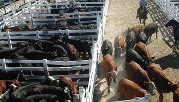 Liniers: vacas y toros mantuvieron un fuerte crecimiento de precios hacia el final de la semana