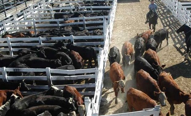 Liniers: vacas y toros mantuvieron un fuerte crecimiento de precios hacia el final de la semana