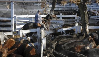 Liniers: la categoría de novillos se recuperó y el valor creció un 3,5 %