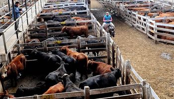 Liniers: el traslado a precios sostuvo los valores de la hacienda liviana