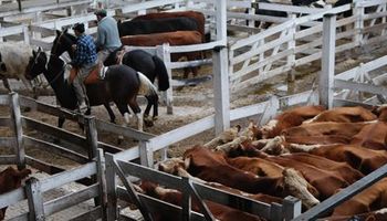 Liniers operó con escasa oferta y preferencia en novillitos y vaquillonas livianas
