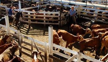 Liniers:  la demanda mostró interés por las categorías de vacas y los precios crecieron