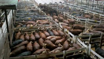 Liniers: cayó el precio de la vaca de exportación