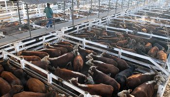 Ventas ágiles y cotizaciones sostenidas