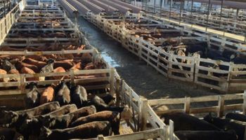 Liniers: la vaca perdió hasta 10 pesos por la incertidumbre en las exportaciones