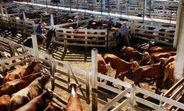 Mercado de Ganado Rosario: 720 animales; Mercado de Liniers: 10.159 vacunos.