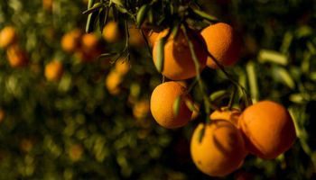 Citrosuco e Itaú BBA lançam programa de créditos de carbono na citricultura