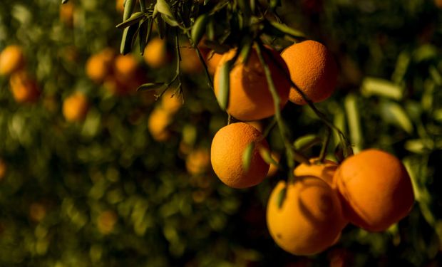 Citrosuco e Itaú BBA lançam programa de créditos de carbono na citricultura