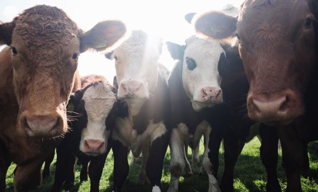 Premio Agtech en Ganadería: un espacio en crecimiento.