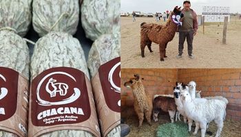 Las llamas y la revolución de una producción ancestral: el criador que trae genética boliviana a la Argentina para abastecer la demanda de carne