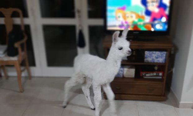 Viral: conviven con una llama hace un mes para rehabilitarla, pero detrás hay una historia mucho más larga