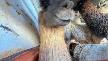 El productor que viajó 26 horas con llamas para contar cómo es ser sexta generación de productores, a más de 3500 metros sobre el nivel del mar: la zona en donde hay unas 80.000 cabezas y lidera en Argentina