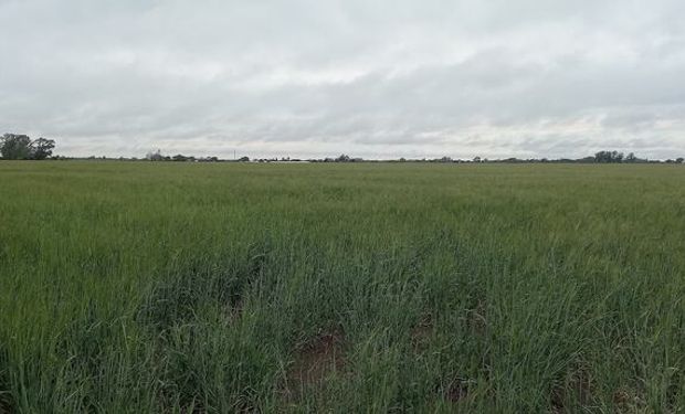 Alerta amarilla en la zona núcleo por lluvias en el marco de la tormenta de Santa Rosa