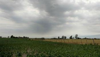 Las lluvias trajeron algo de alivio al campo, pero no reparan las pérdidas