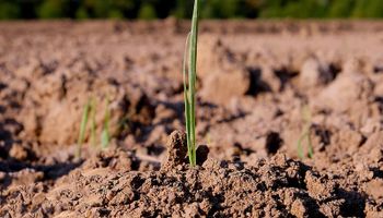 Las últimas lluvias han dejado los suelos aptos para el trigo: cómo sigue ahora el tiempo