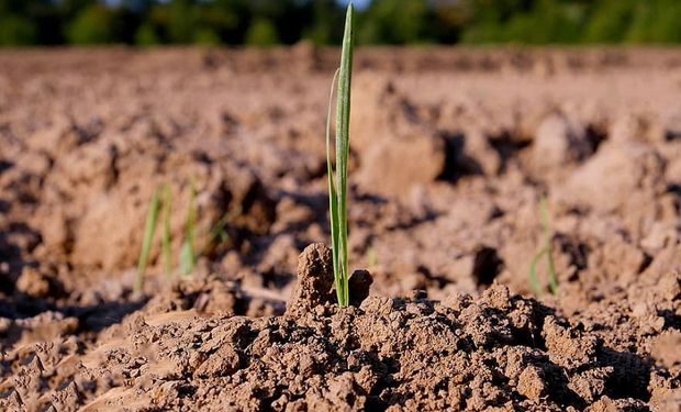 Las últimas lluvias han dejado los suelos aptos para el trigo: cómo sigue ahora el tiempo