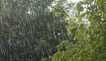 Se esperan lluvias para el domingo sobre el centro