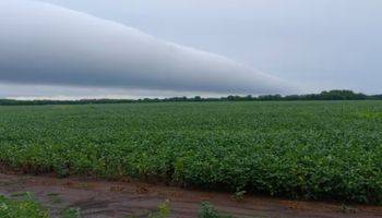 Lluvias de hasta 98 milímetros trajeron alivio al campo: los acumulados por localidad y el pronóstico para el fin de semana