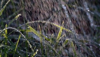 Cambio notable en el clima y fuertes lluvias en el campo: cómo sigue el tiempo y el impacto en las labores de cosecha