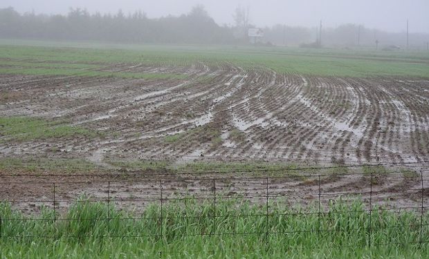 El Niño, ahora moderado: ¿Qué significa para los productores?