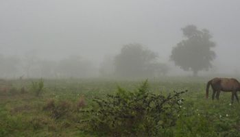 Alivio: el NEA recibió la primera lluvia de importancia en lo que va de la primavera