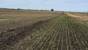 Lluvias recortaron la expansión del área triguera