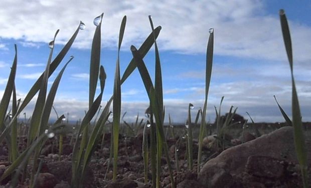 Clima: qué dice el pronóstico del tiempo para los próximos 7 días