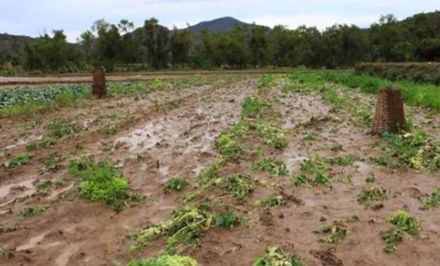 Estiman será difícil concretar los planes iniciales de siembra.