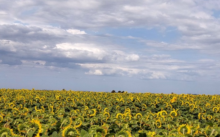 noticiaspuertosantacruz.com.ar - Imagen extraida de: https://news.agrofy.com.ar/noticia/212124/zonas-detalle-lluvias-que-se-esperan-esta-semana