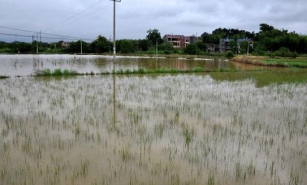 Existen unas 4 millones de hectáreas afectadas por la inundación.