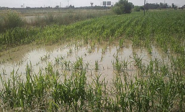 El agua esta tapando los cultivos de fina.