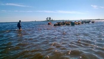 Dramática evacuación de animales en los campos inundados