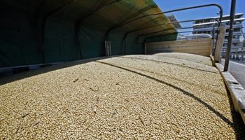 Impacto de las lluvias sobre la comercialización de granos