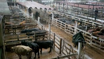 Lluvias afectaron el normal desarrollo de la actividad