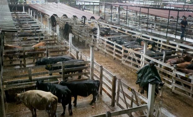 Las inundaciones que afectan una amplia zona de producción complicaron categóricamente el arribo de vacunos al mercado de Liniers.