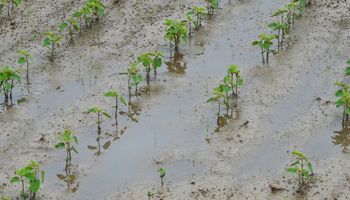 USDA lo confirmó: se deterioran los cultivares en Estados Unidos