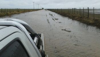 General Villegas: trasladan a cientos de vacas para salvarlas de la inundación